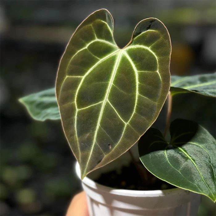 anthurium besseae aff