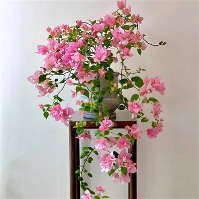 Bougainvillea oranž roosa