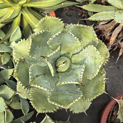 Agave isthmensis