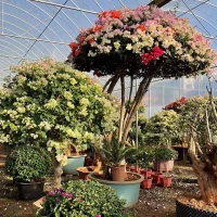 Bougainvillea õitsevad häkkerid