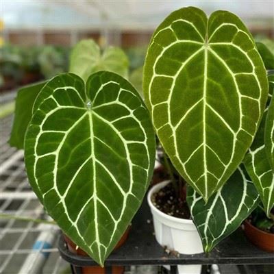 Anthurium Crystallinum taim