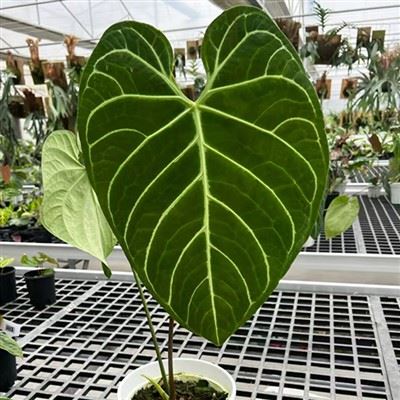 Anthurium Regale taim