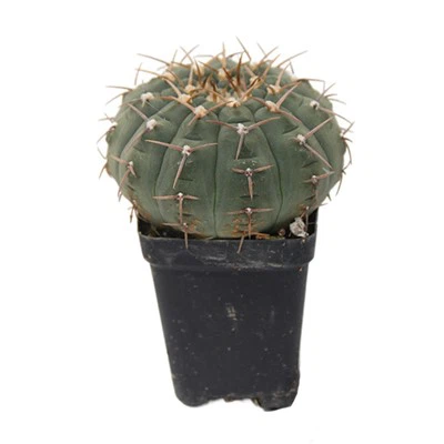 Gymnocalycium Bodenbenderianum